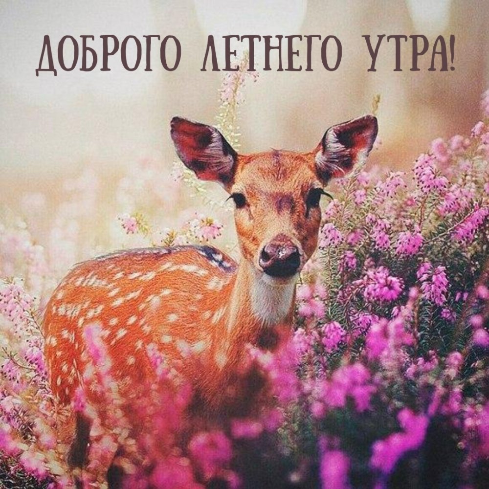 Милый олень