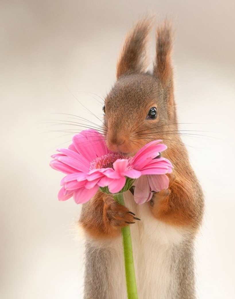 Белочка с цветочком