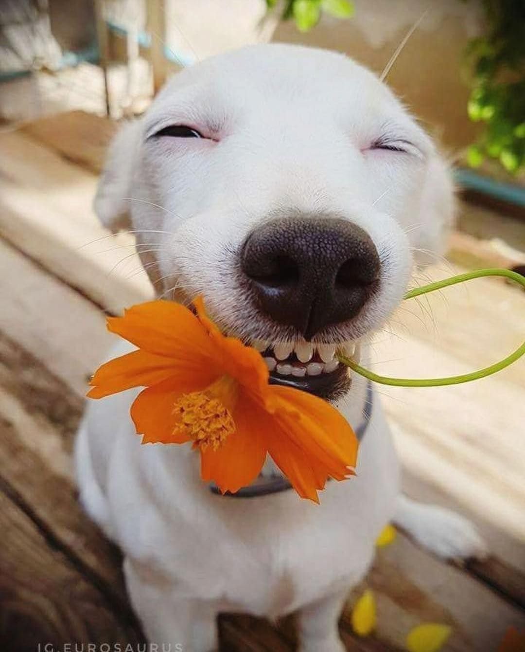 Забавные животные с цветком