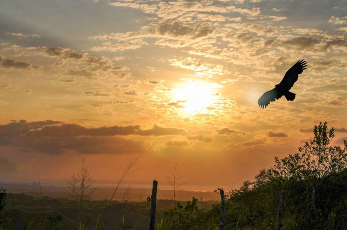 Орел на закате