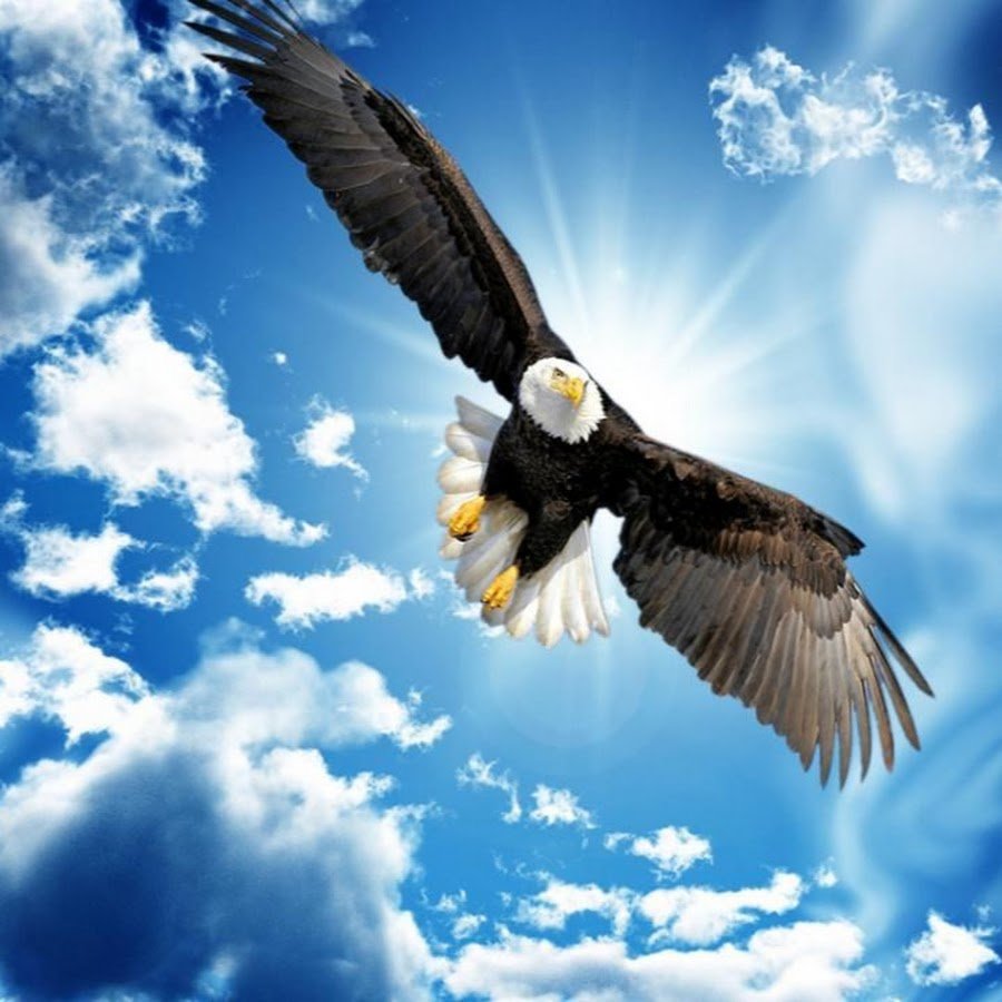 Орел в небе