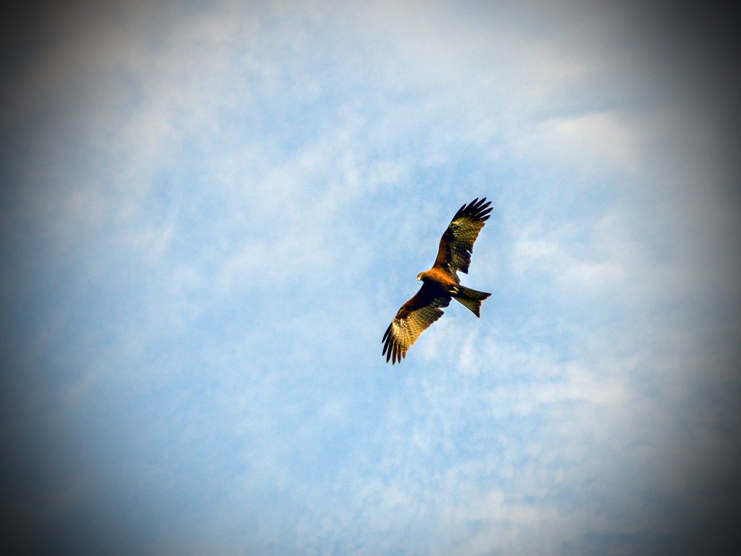 Беркут парящий в небе
