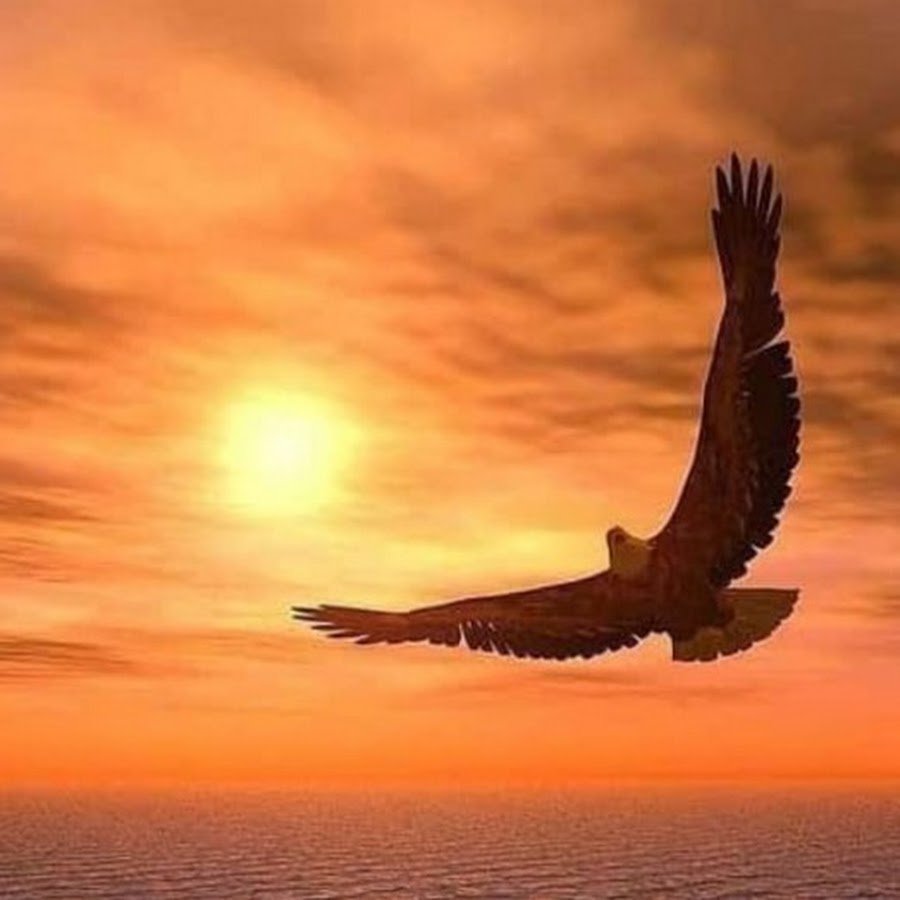 Орел на закате