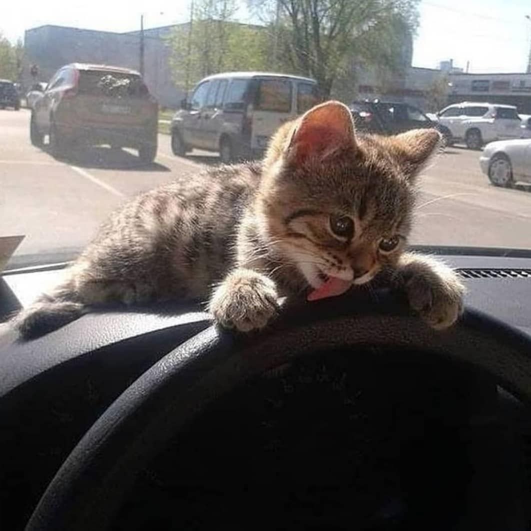 Хорошей дороги котик