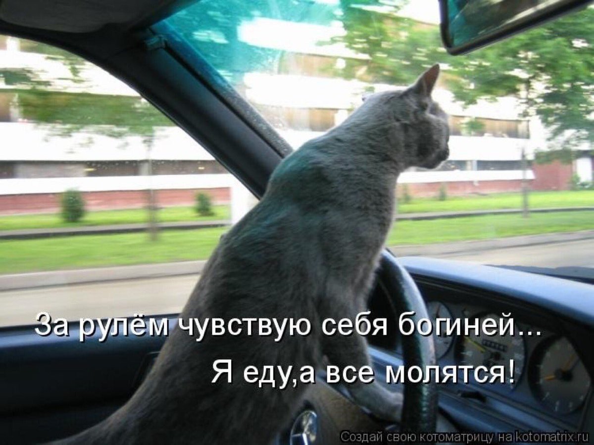 А еду домой у меня выходной. Кот едет за рулем. Коты за рулем с надписью. Кот за рулем прикол. Грустный кот за рулем.