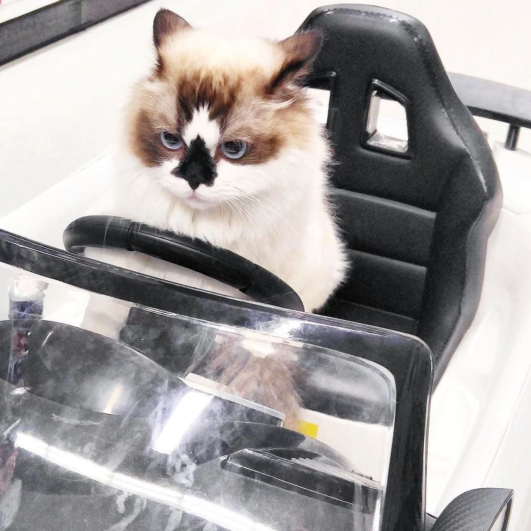 Котята в грузовике