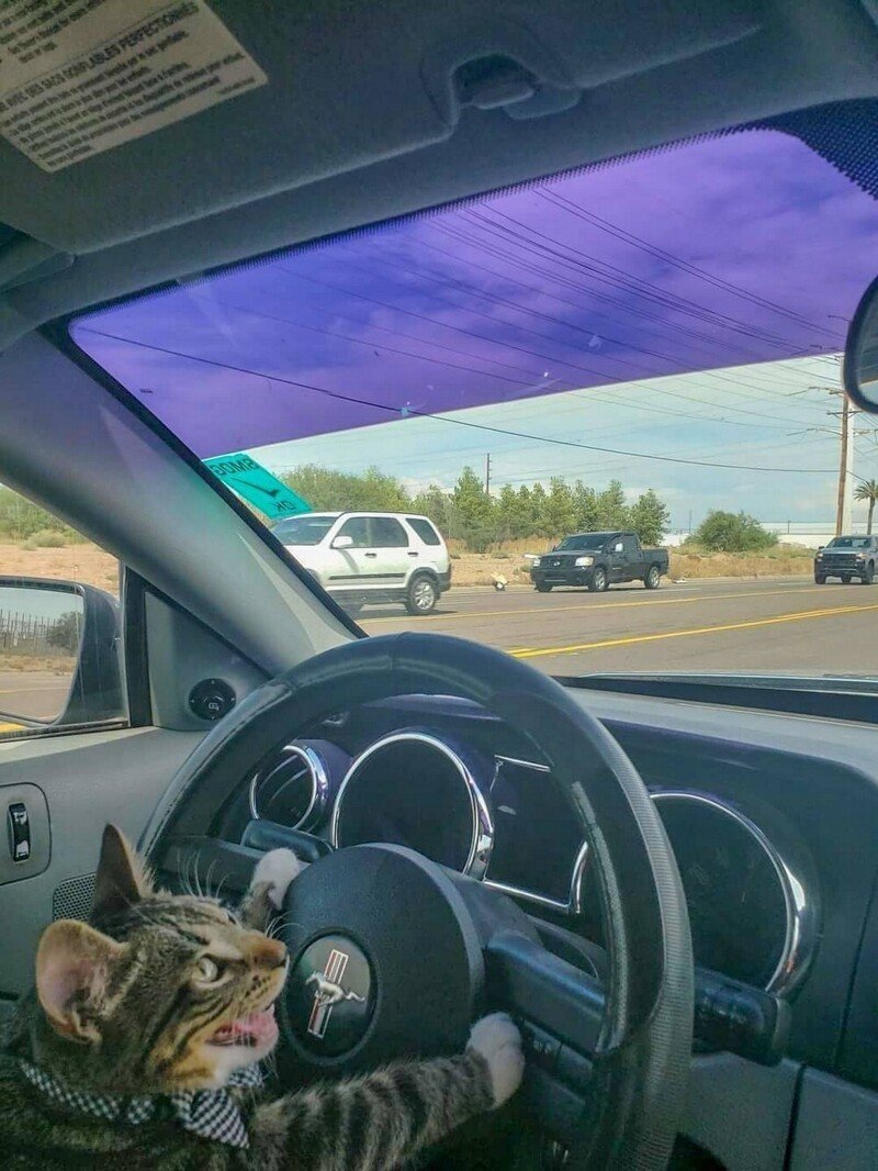 Кот за рулем