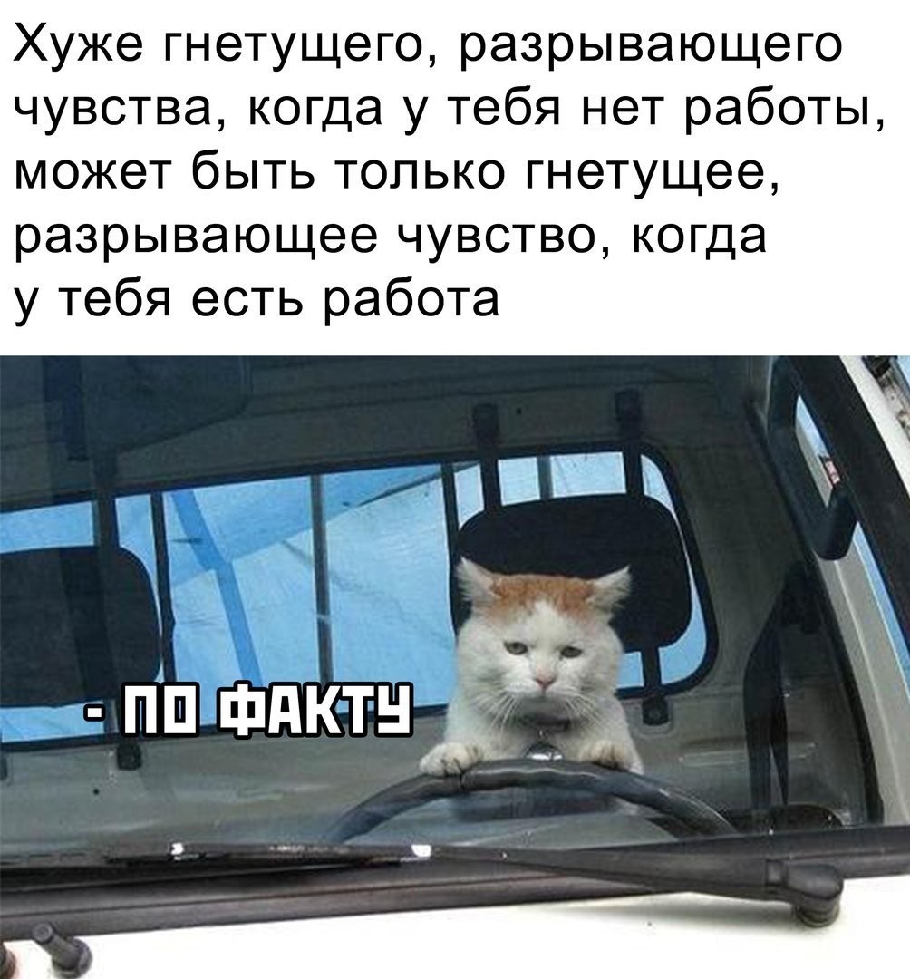 Кот водитель Мем