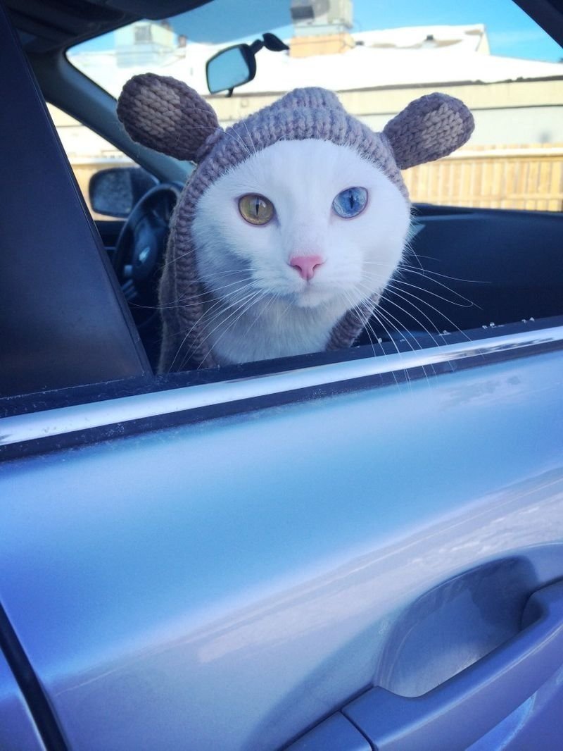 Кот на тачке