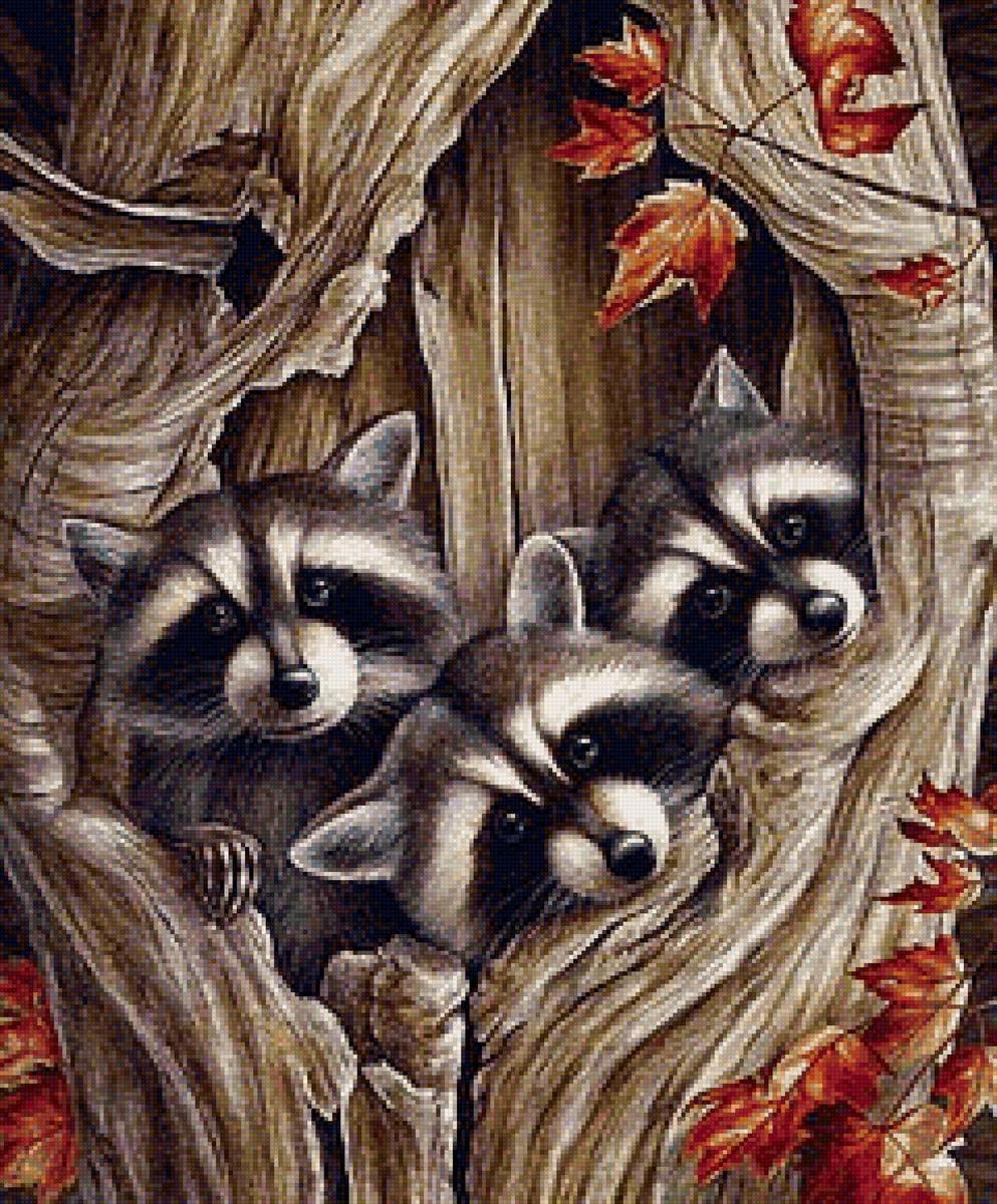 Енот в дупле