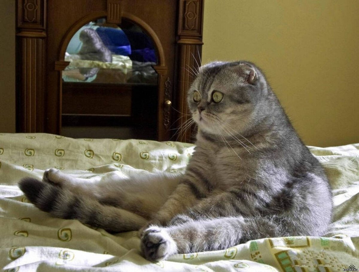 Столько дел столько дел