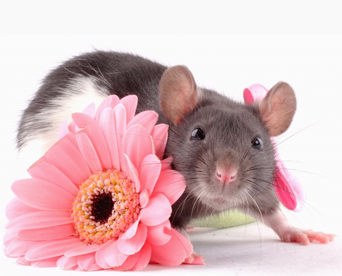 Мышь в цветах