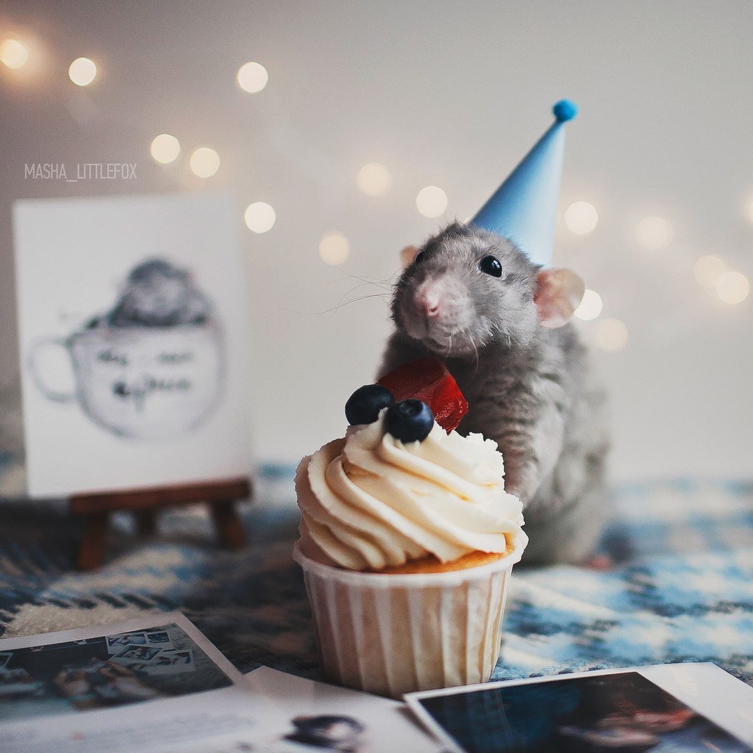 Торт с крысами