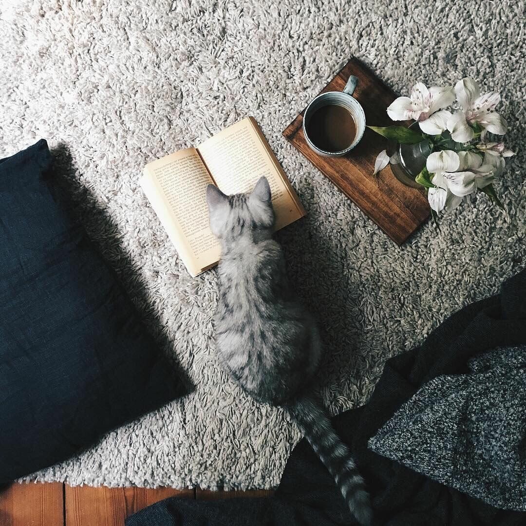 Мультяшные котики Эстетика