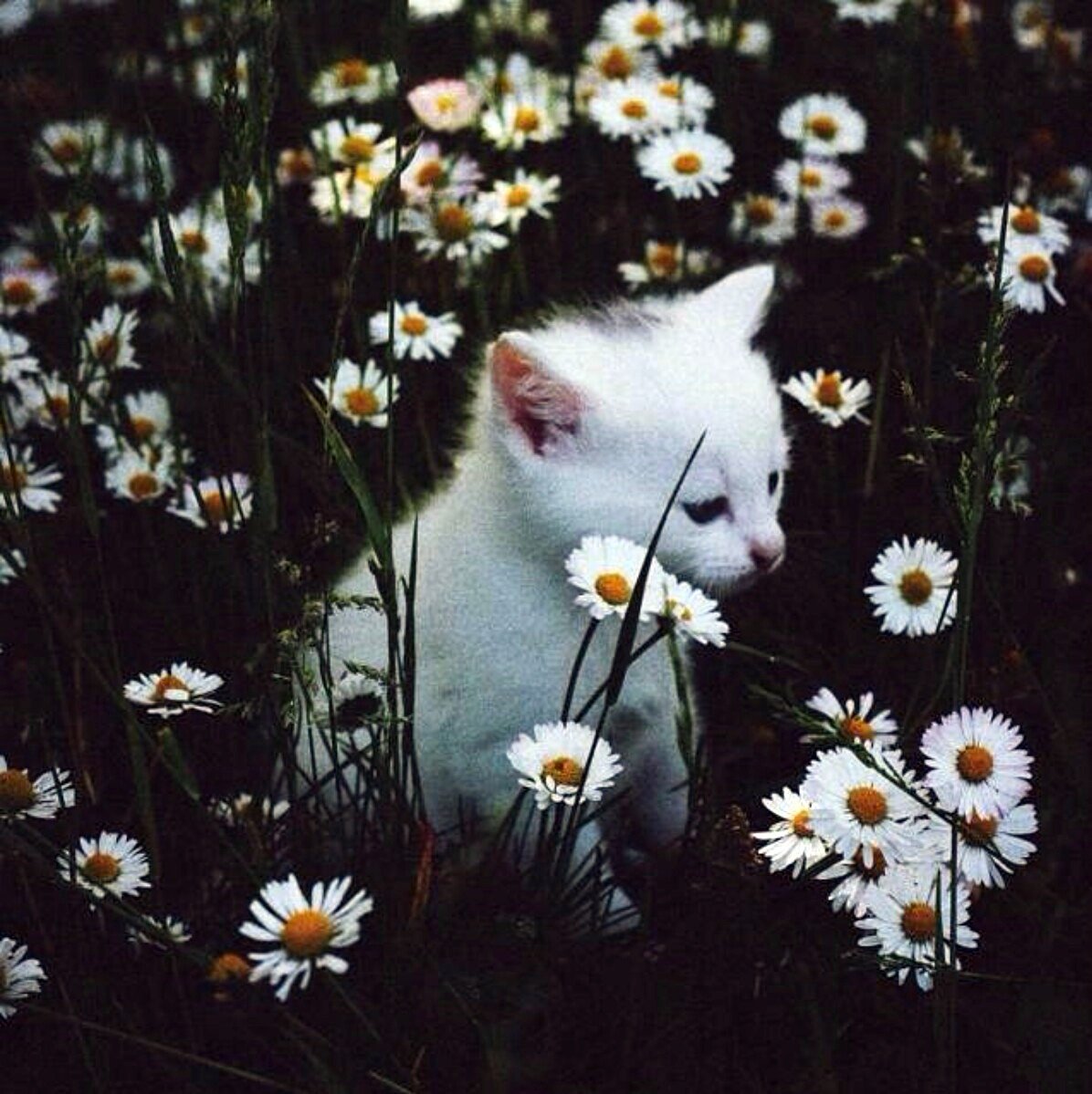 Котик в шапке Эстетика