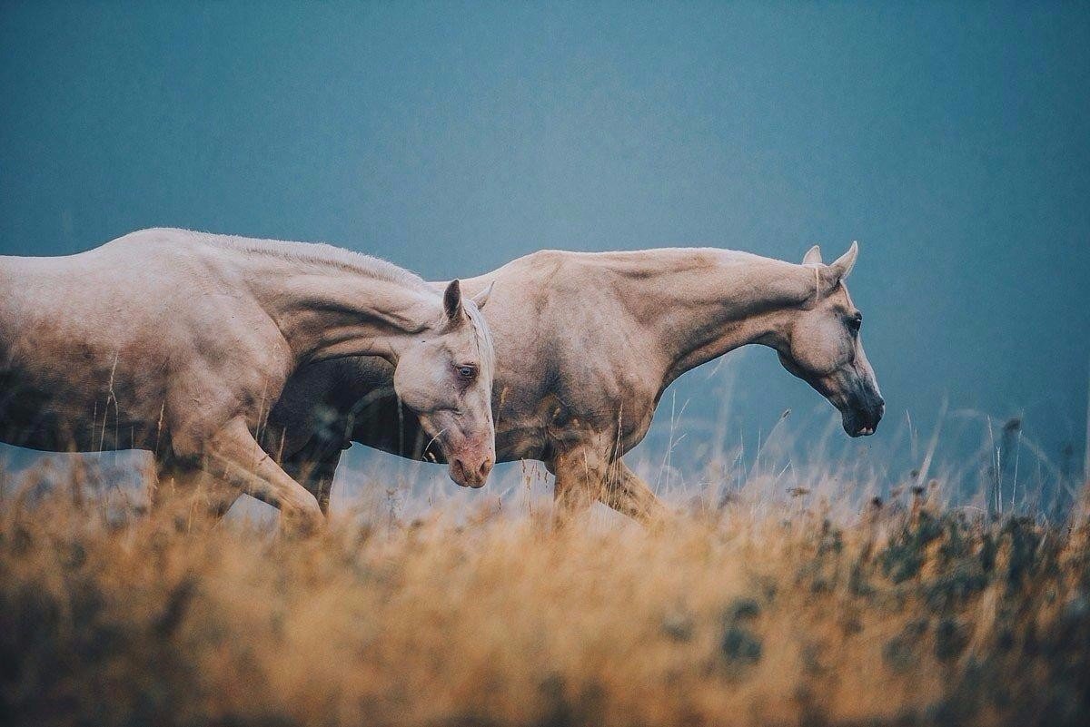 Лошади фото красивые
