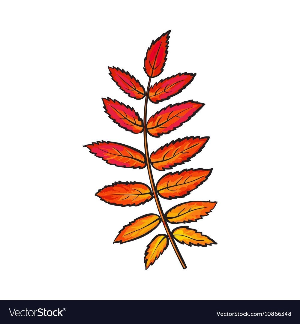 Рябиновый лист красный