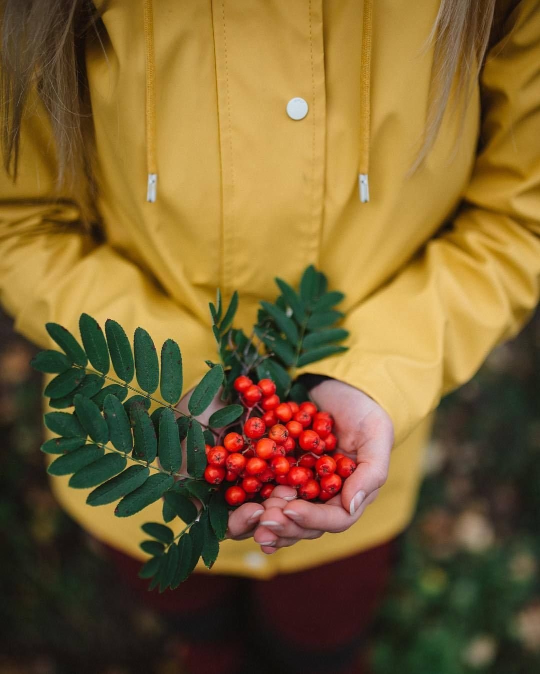 Лист рябины макро строение