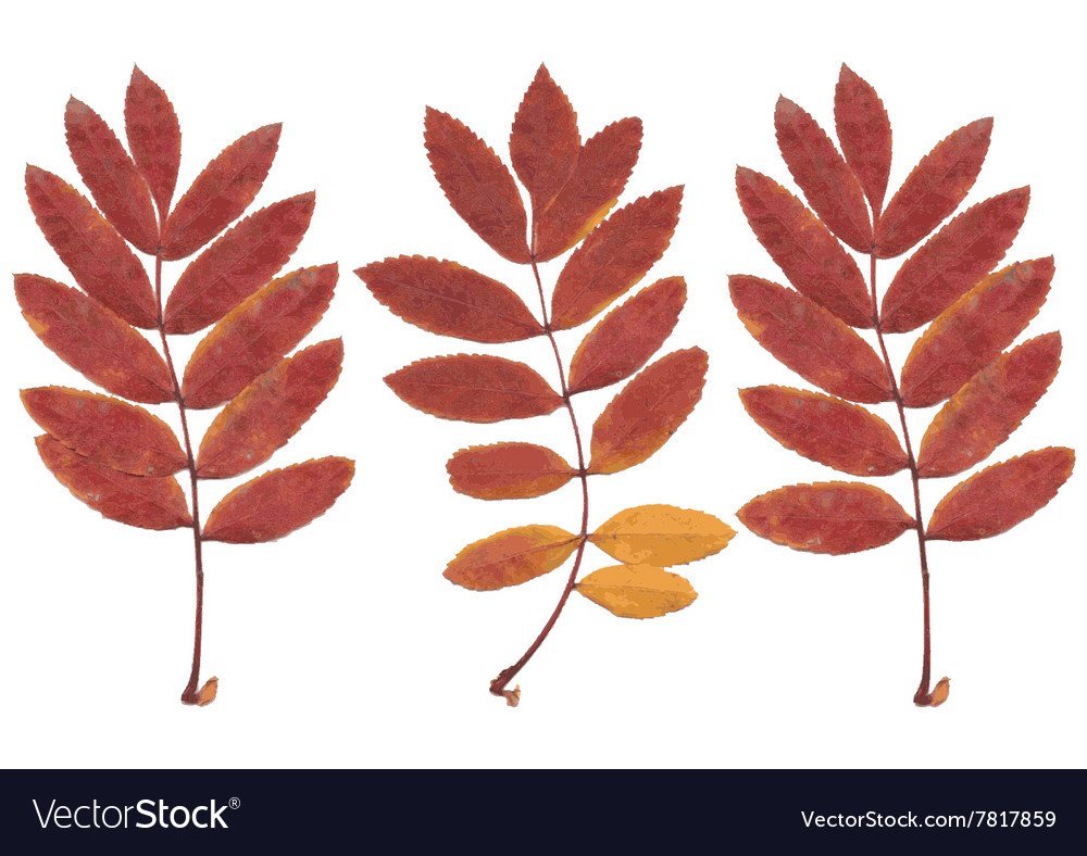 Листья осенние рябина дуб