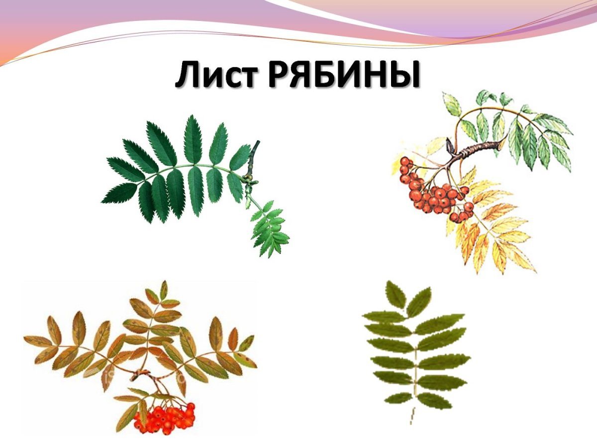 Рябиновый лист трафарет