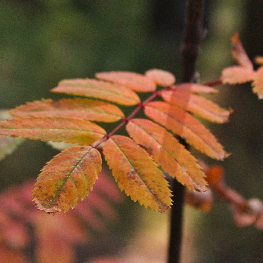 Лист рябины