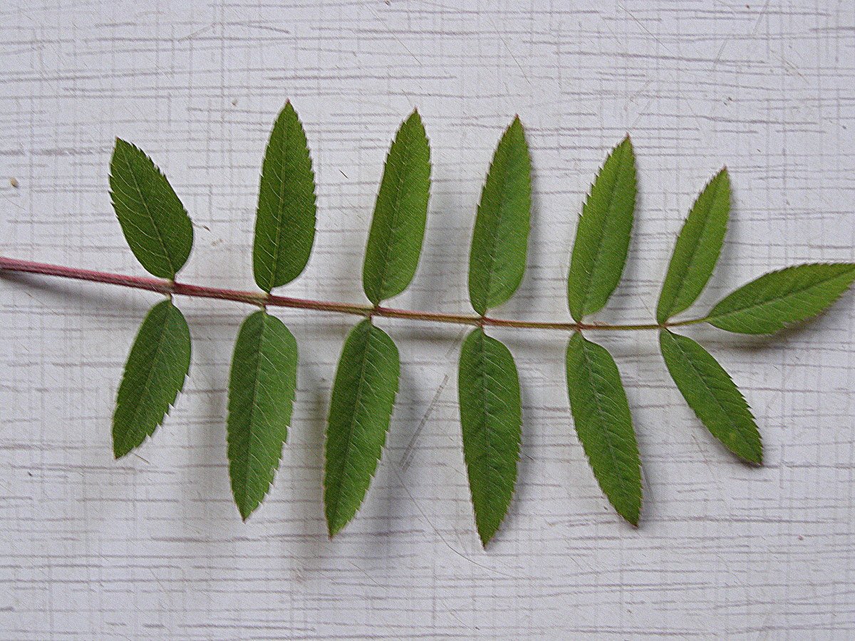 Осенняя фотосессия с рябиной