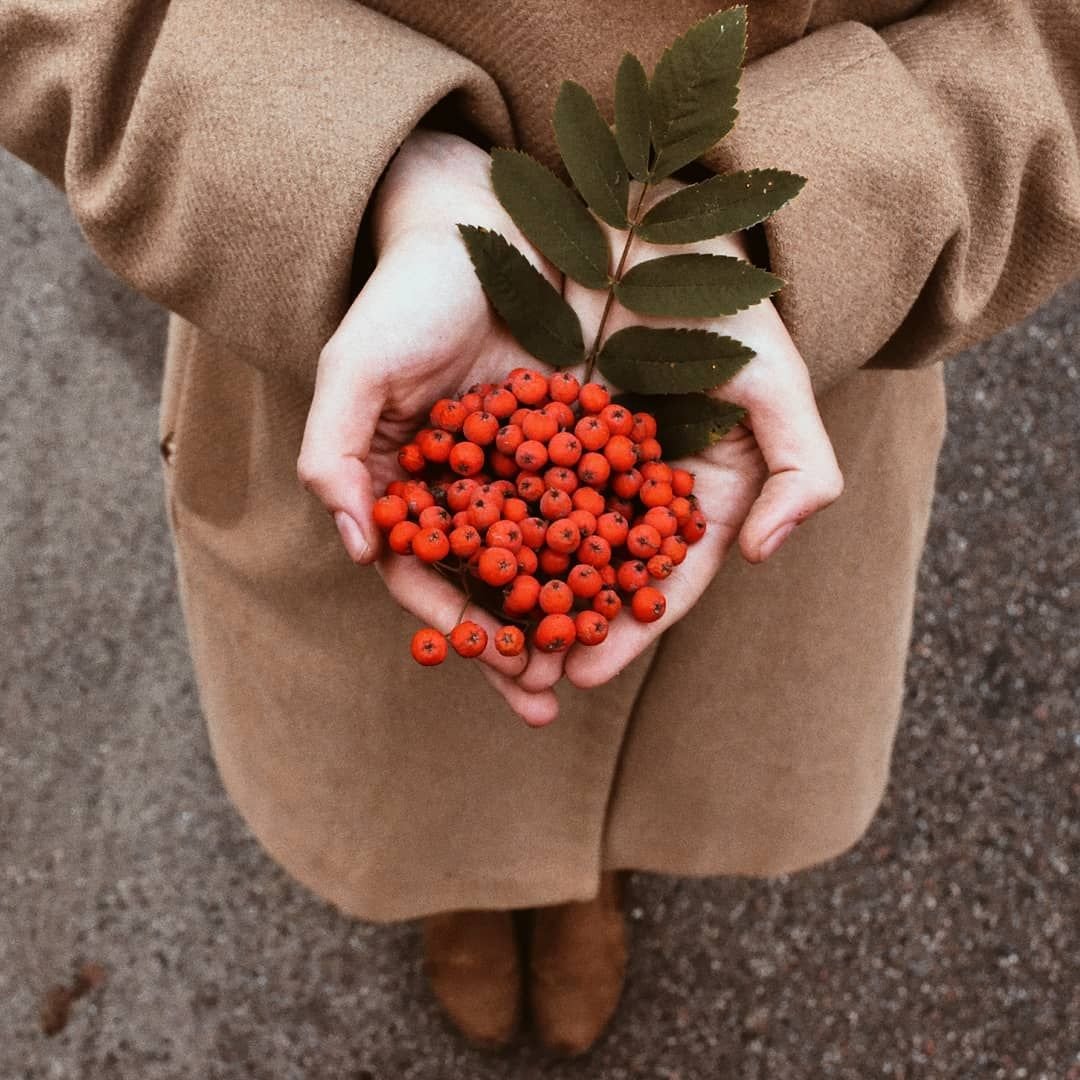 Рябиновый лист на белом фоне