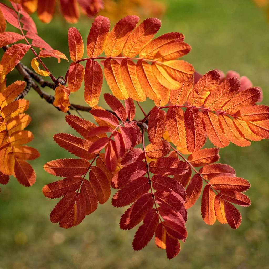 Sorbus aucuparia лист