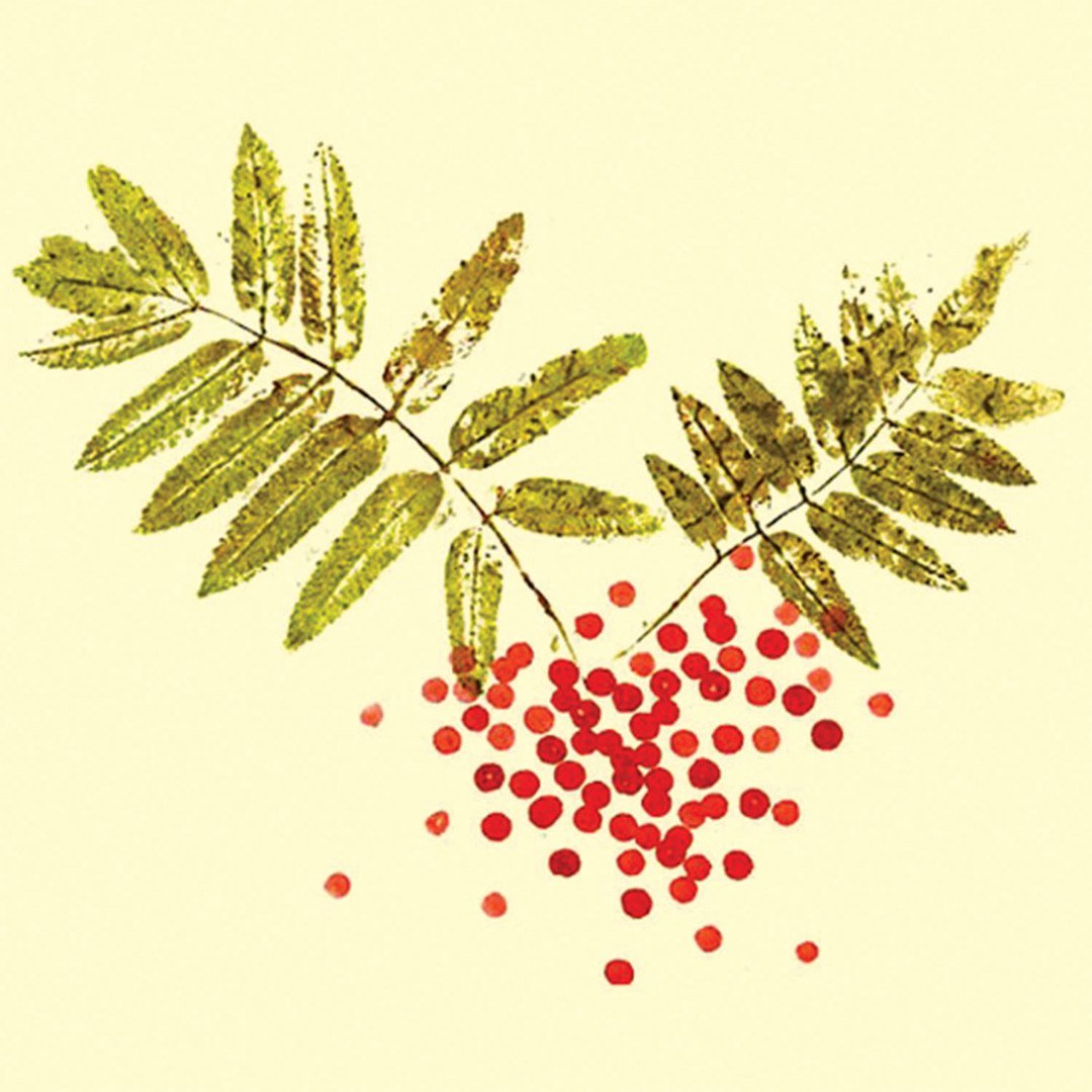 Рябиновый лист цветной