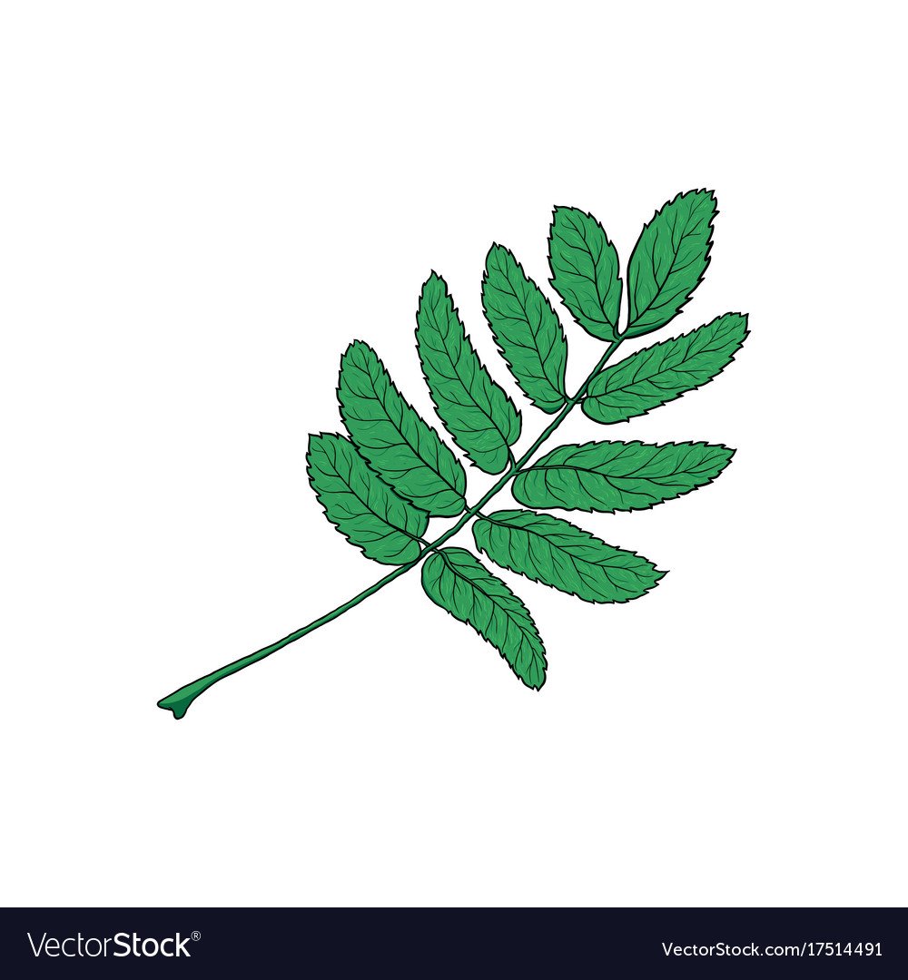 Горсть рябины