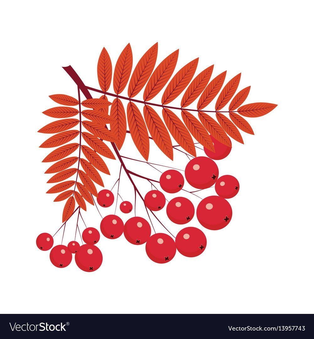 Листья рябины картинки