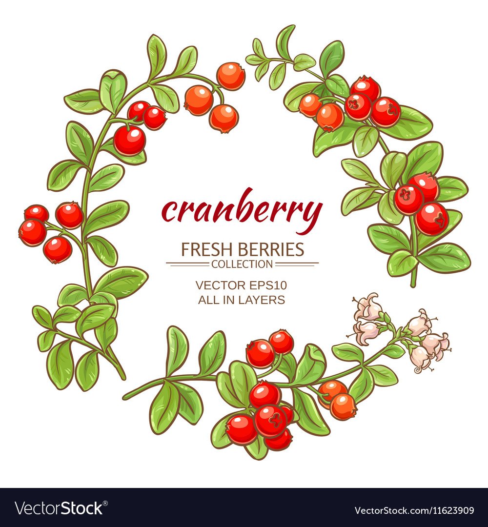 Lingonberry вектор