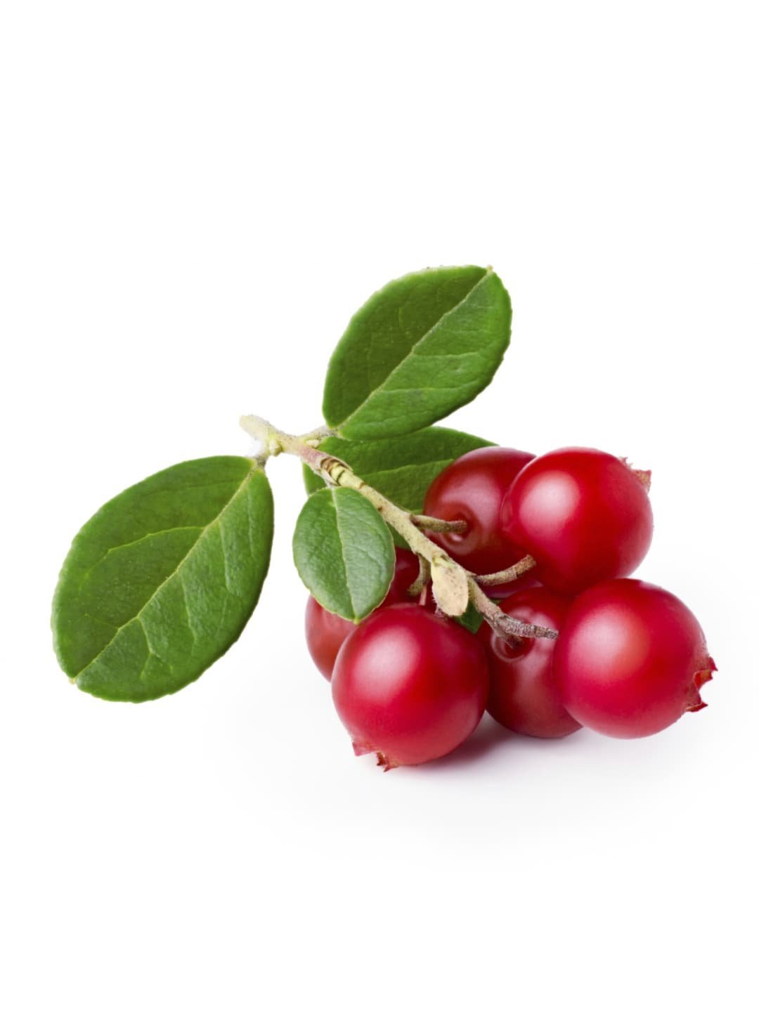 Брусника россыпью на белом фоне