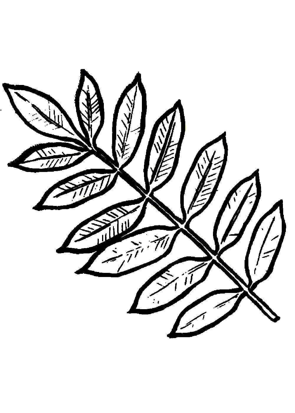 Красивые листья деревьев