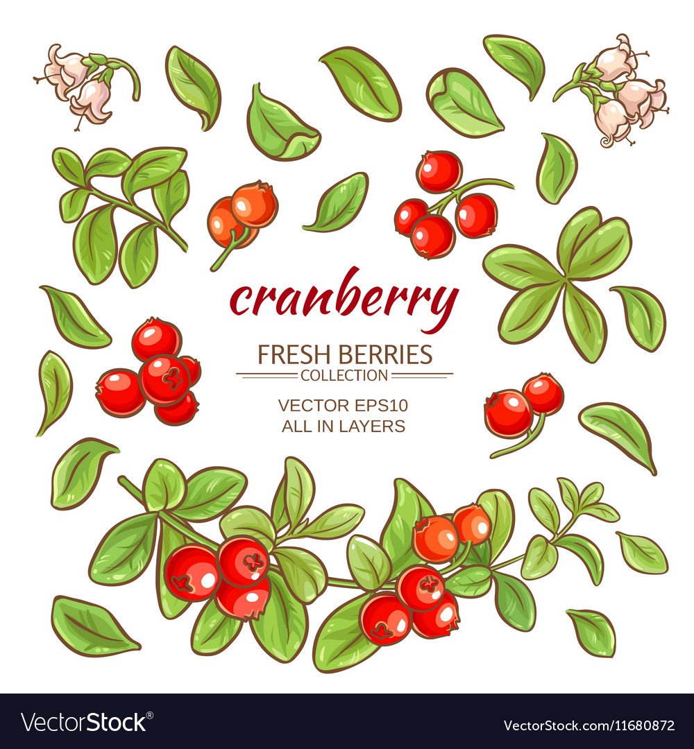 Клюква и брусника Full HD