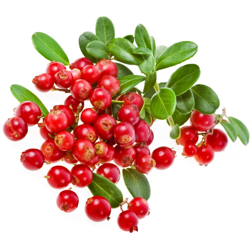 Брусника ягода