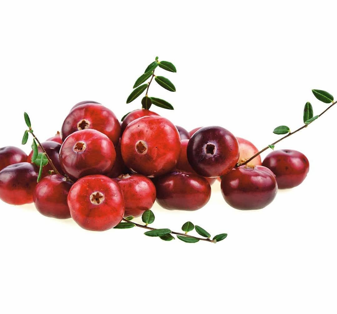 Лист брусники вектор