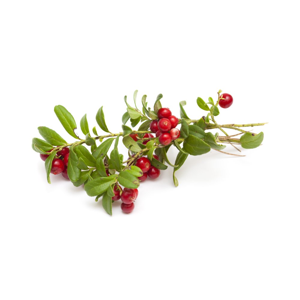 Брусника картинка на белом фоне