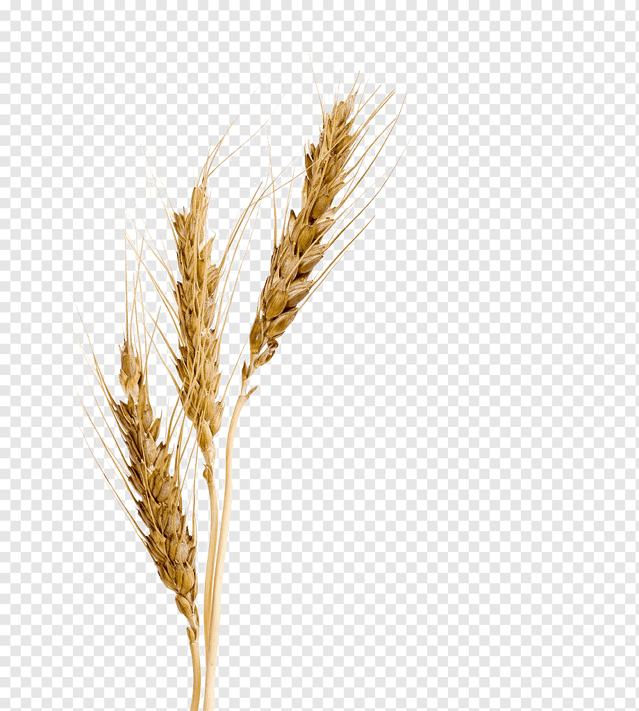 Колоски зерно на белом фоне