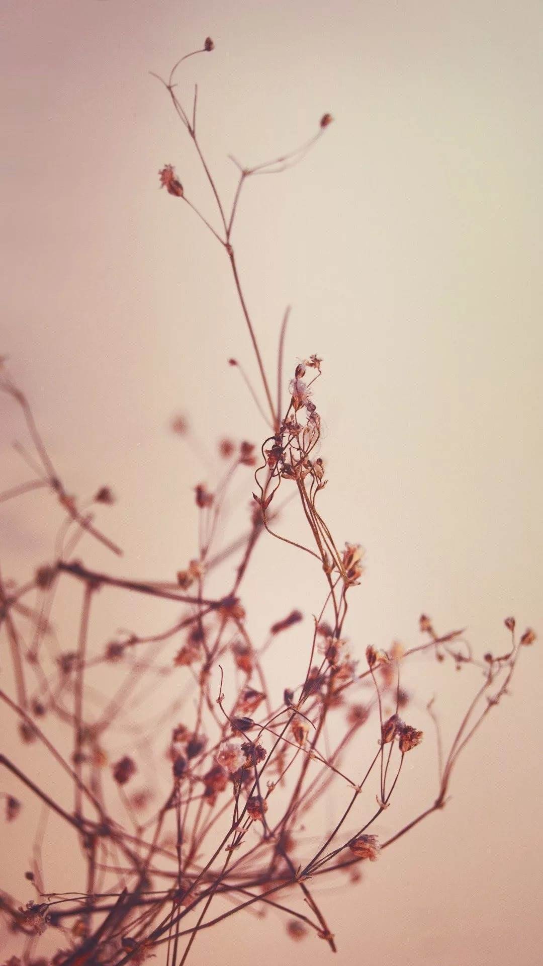 Красные ягоды