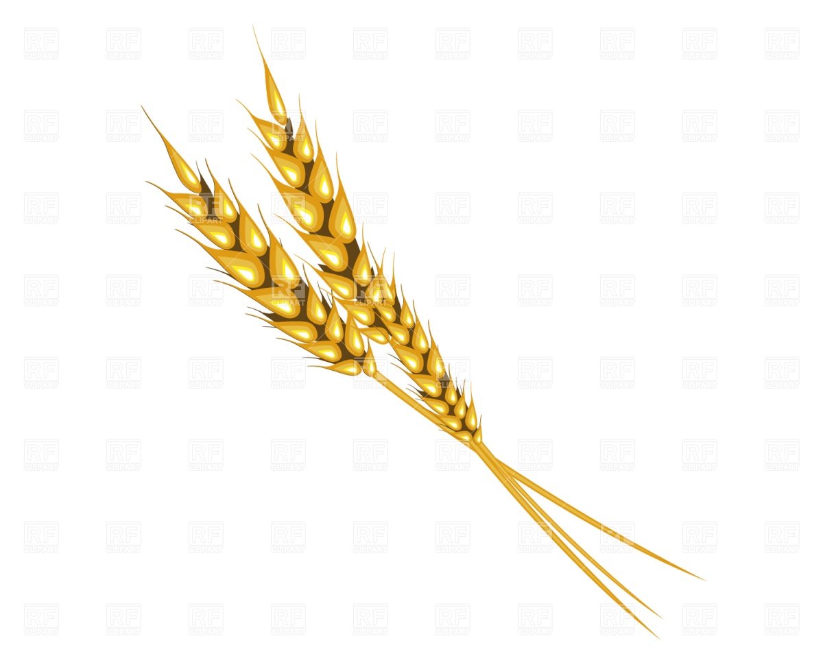 Пшеница 2 колоска на белом фоне