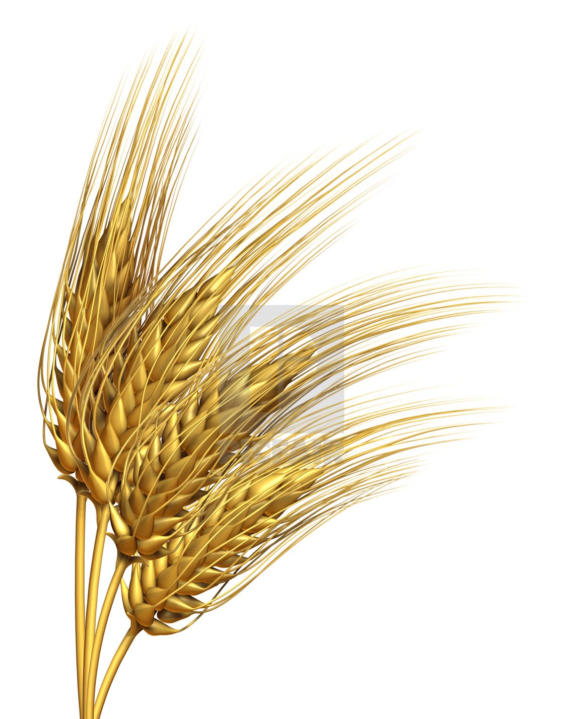 Пшеница на белом фоне ячмень на белом фоне