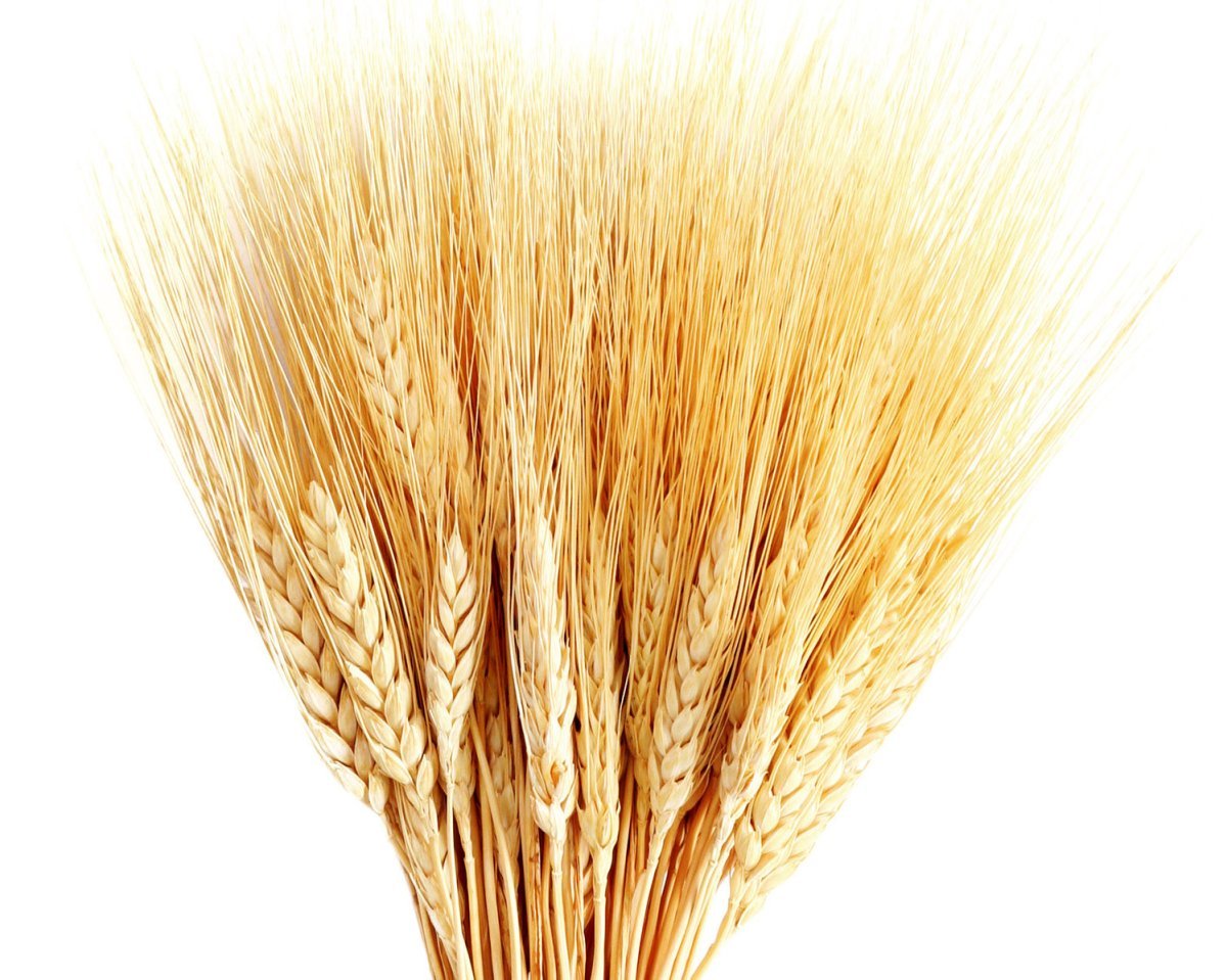 Колосья на прозрачном фоне