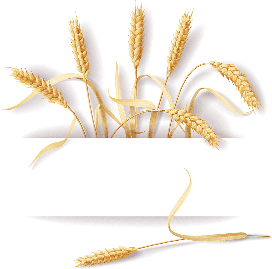 Колосья пшеницы на прозрачном фоне