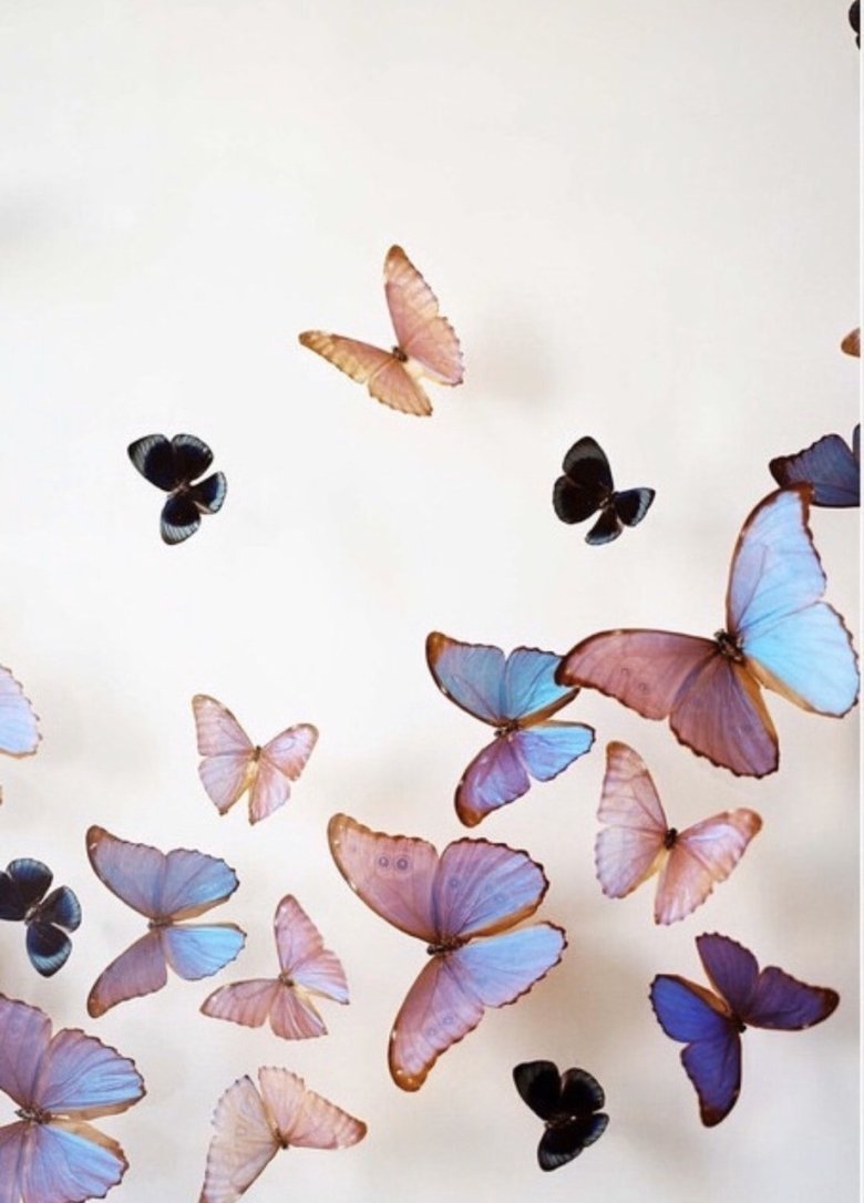 Банка с бабочками