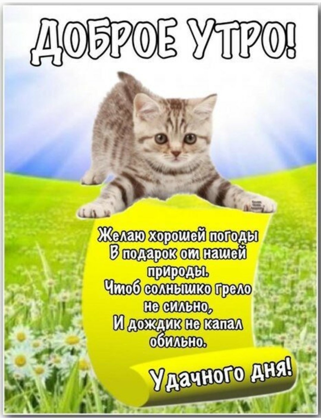 Пожелания с добрым утром с котятами
