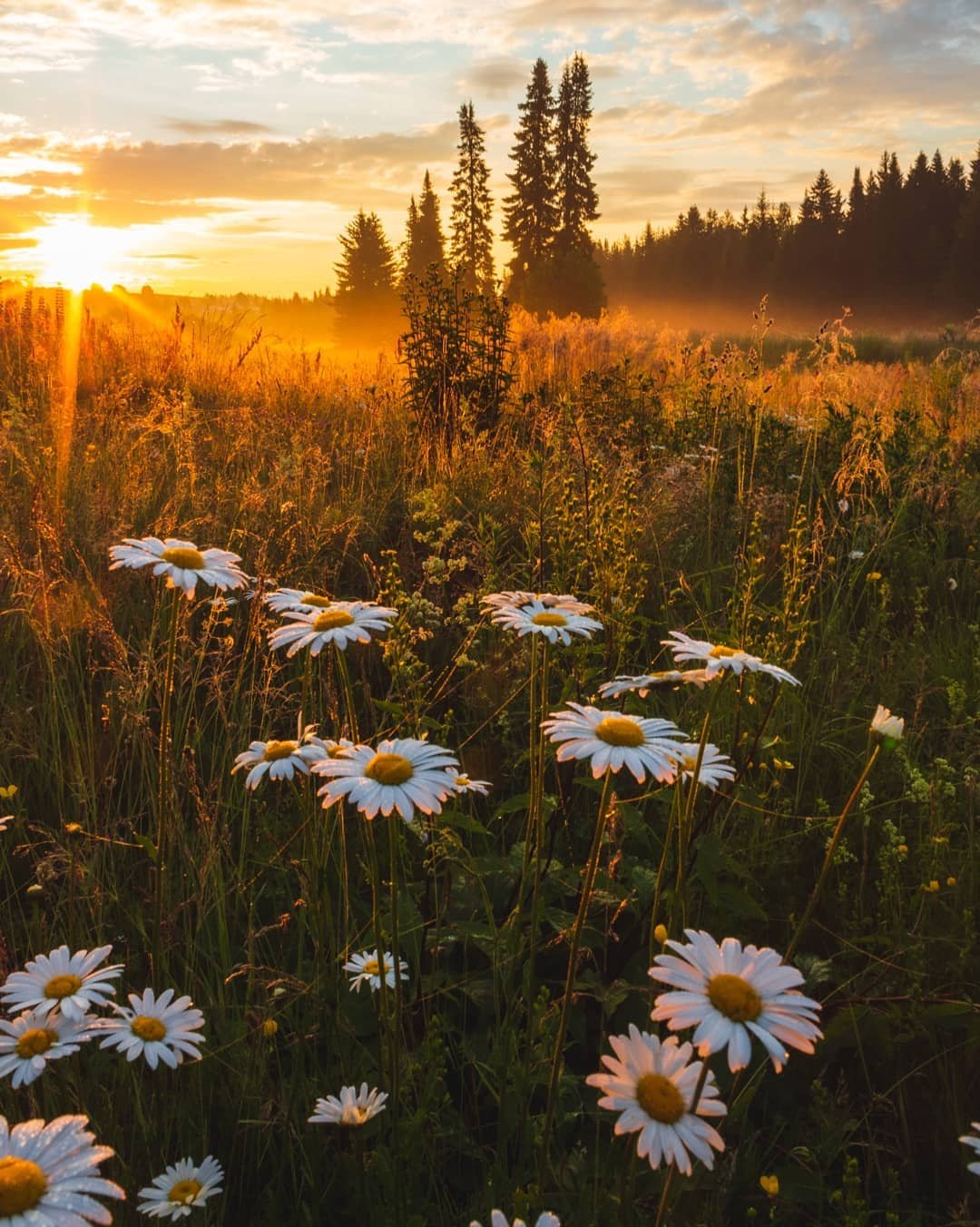 Рассвет летом