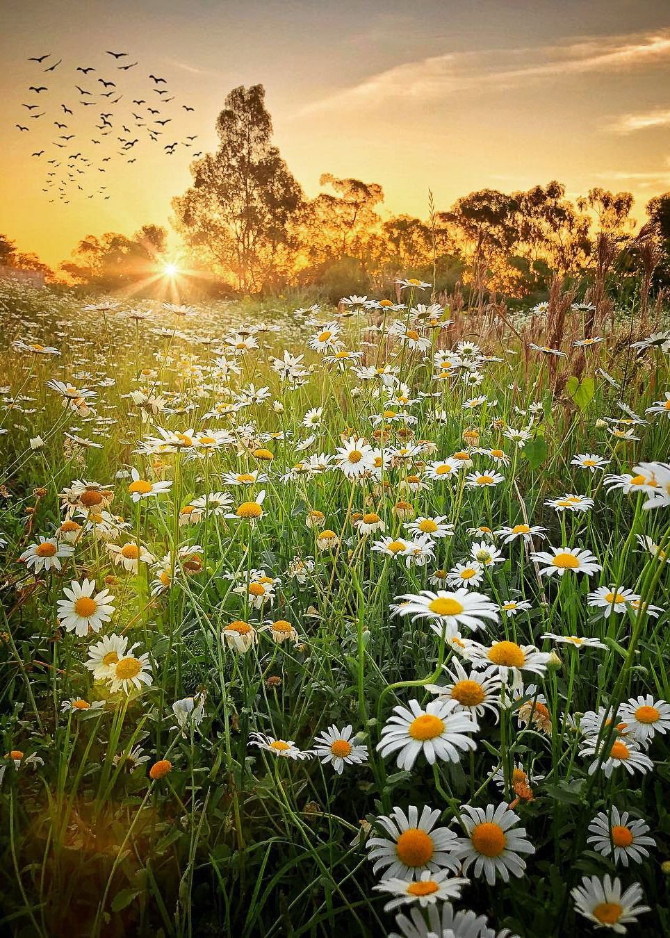 Природа солнце