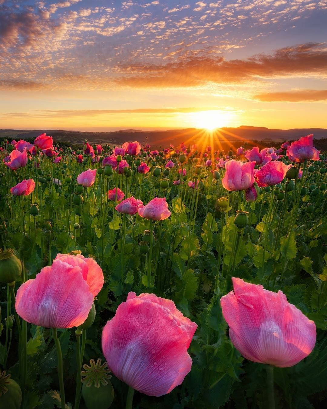 Рассвет туман