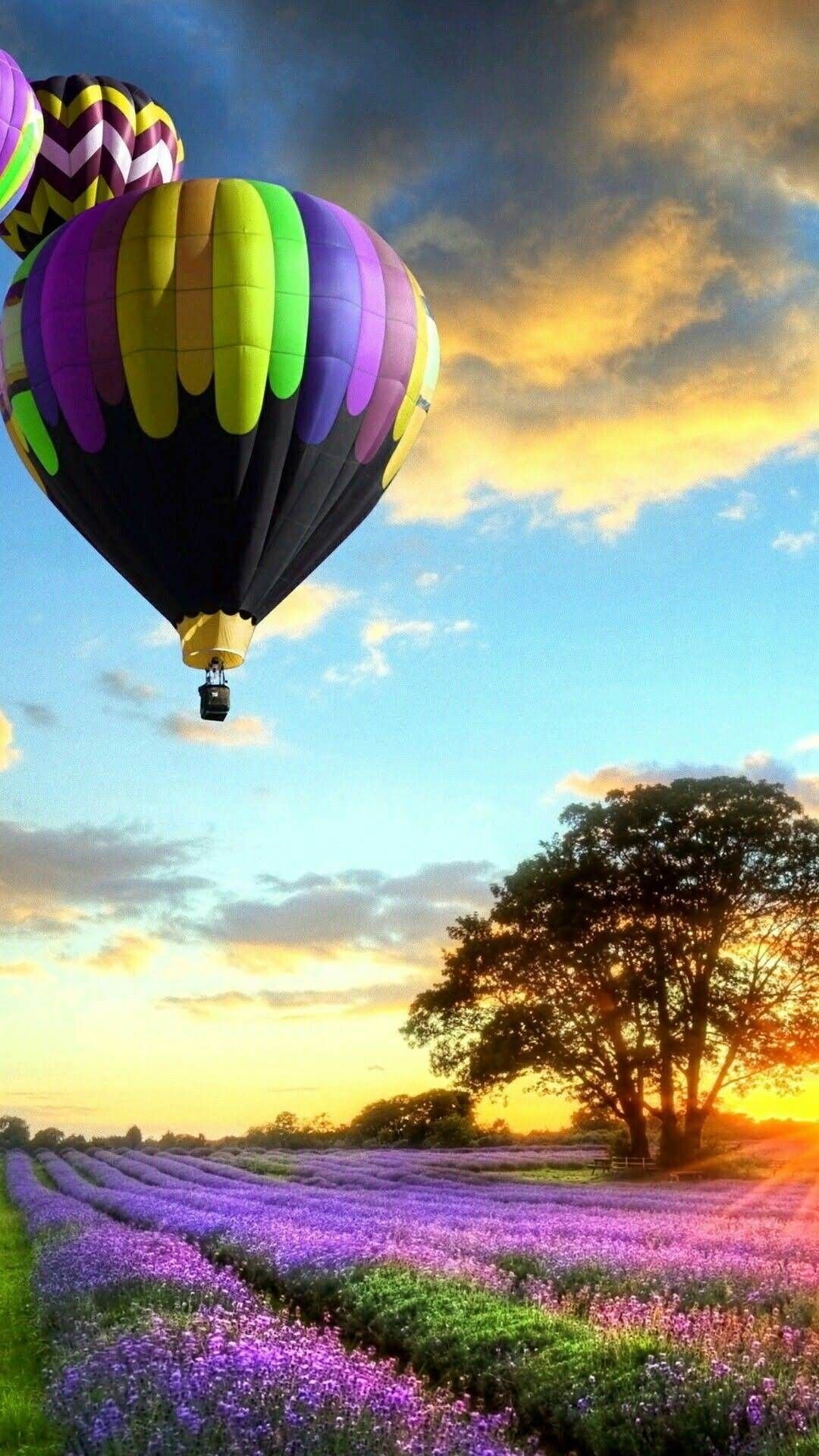 Воздушные шары над полем